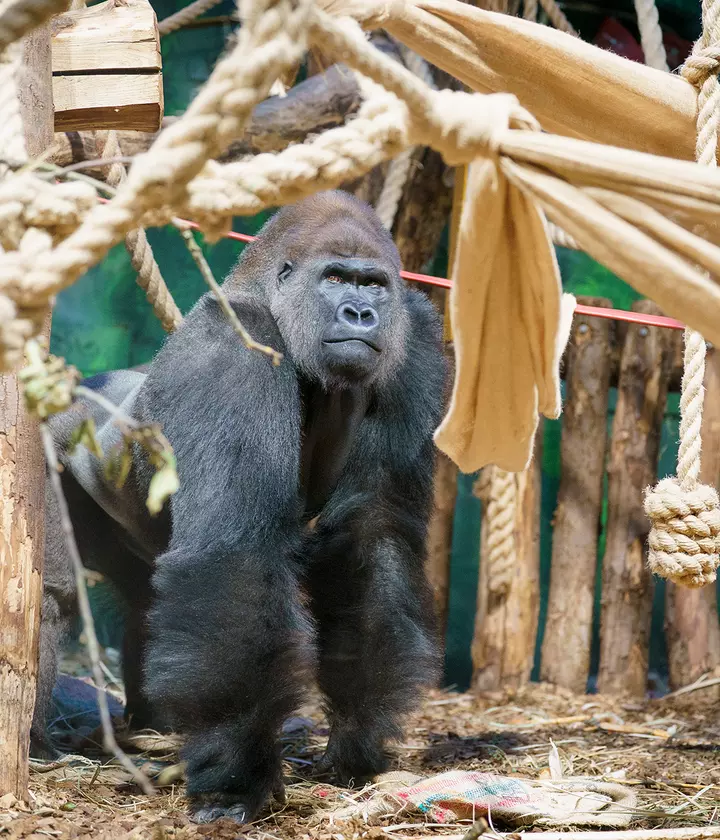 Gorilla Kingdom | London Zoo